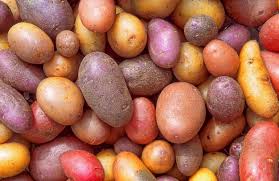 Variety of potatoes